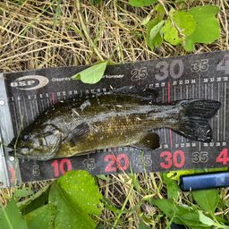 スモールマウスバス