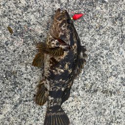 タケノコメバル