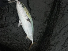 ブリの釣果