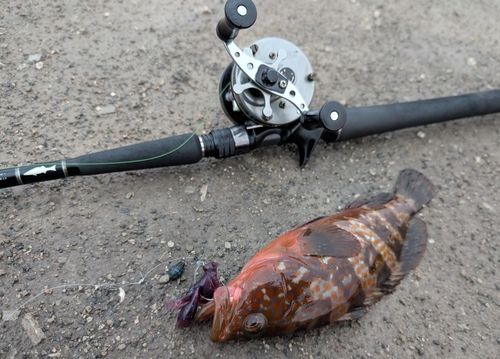 キジハタの釣果