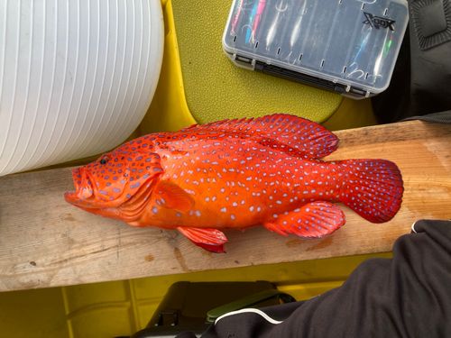 カツオの釣果