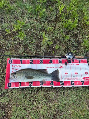 ブラックバスの釣果