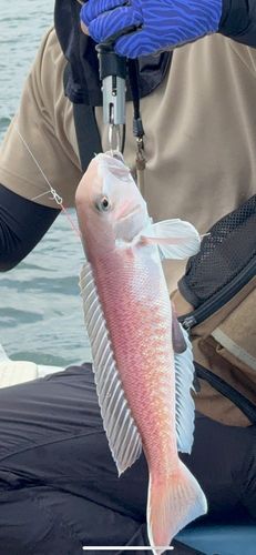 シロアマダイの釣果