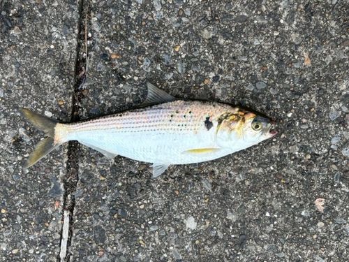 コノシロの釣果