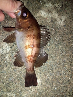 メバルの釣果