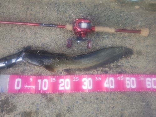 ナマズの釣果