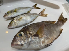 釣果