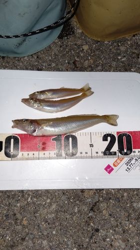 キスの釣果