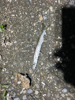 カマスの釣果