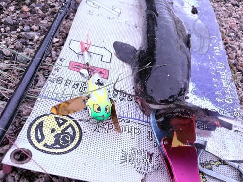 マナマズの釣果