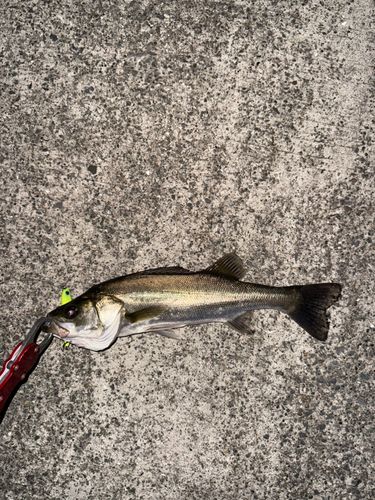 セイゴ（マルスズキ）の釣果