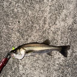 セイゴ（マルスズキ）