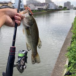 ラージマウスバス