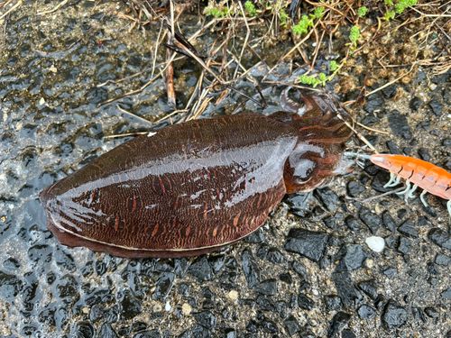 カミナリイカの釣果