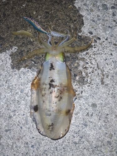 アオリイカの釣果
