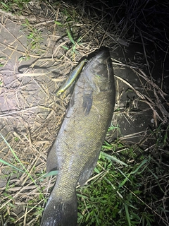 スモールマウスバスの釣果