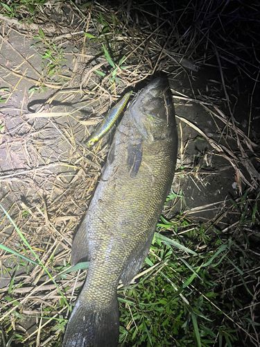 【中古】 わたしも世界にフィッシュオン 海外での釣りが人生観を１８０度変えた。/つり人社/石川優美子 わたしも世界にフィッシュオン: 海外での釣りが人生観を180度