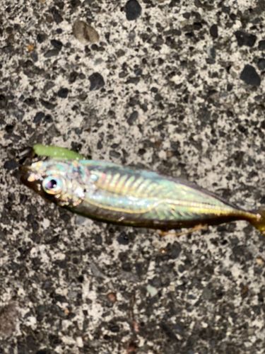 マアジの釣果