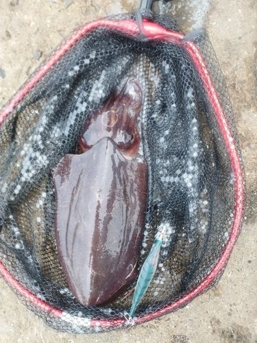 イカの釣果