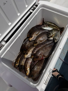 イサキの釣果