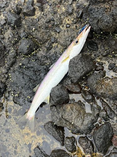 カマスの釣果