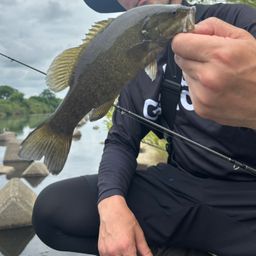 ラージマウスバス