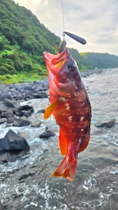 アカハタの釣果