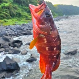 アカハタ