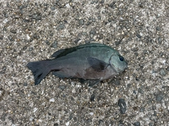クチブトグレの釣果