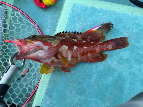 アカハタの釣果
