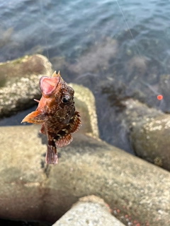 釣果