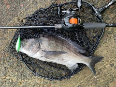 チヌの釣果