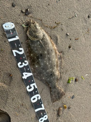 ヒラメの釣果