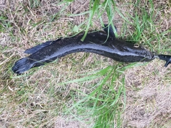 ライギョの釣果