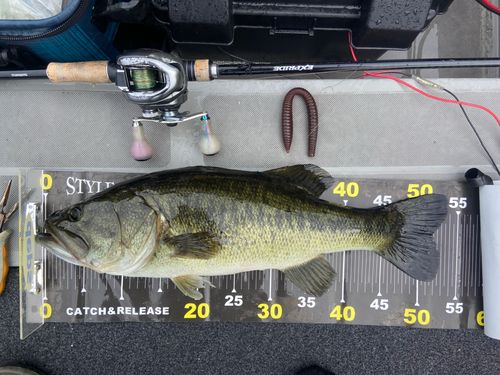 ラージマウスバスの釣果