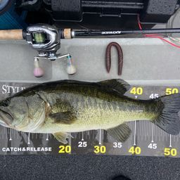 ラージマウスバス