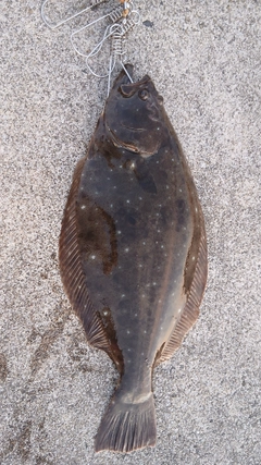 ヒラメの釣果