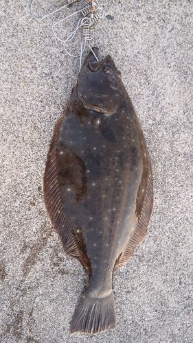 ヒラメの釣果
