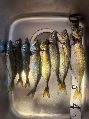 アジの釣果