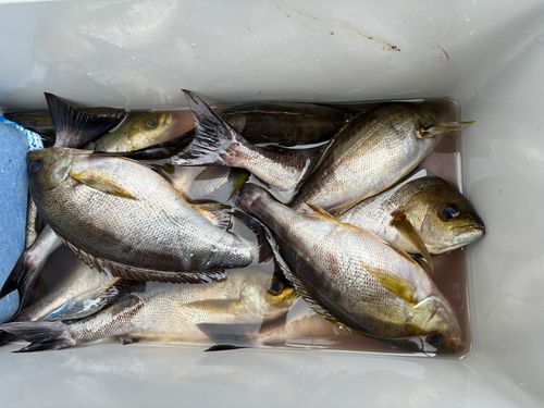 イサキの釣果