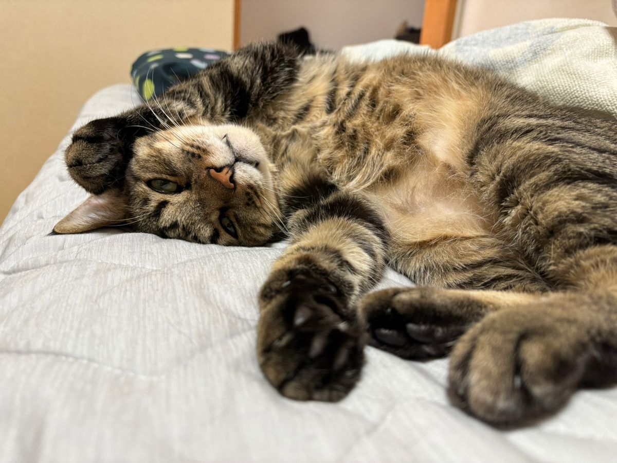 釣り好き♡猫好き♡さんの釣果 3枚目の画像