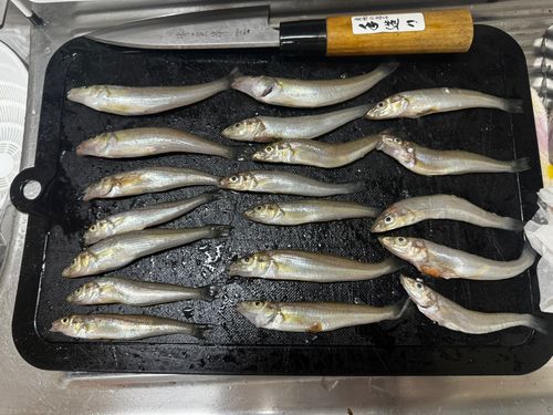 シロギスの釣果