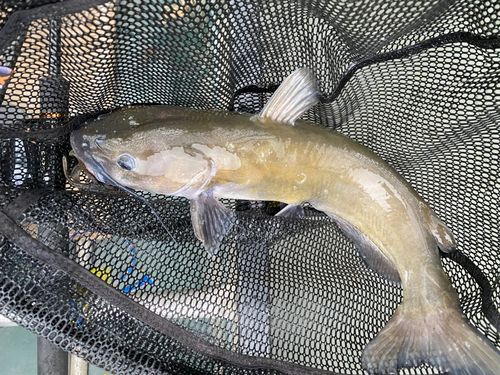 アメリカンキャットフィッシュの釣果