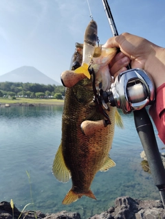 釣果