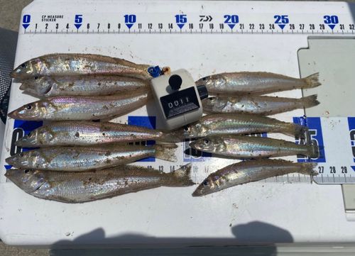 キスの釣果