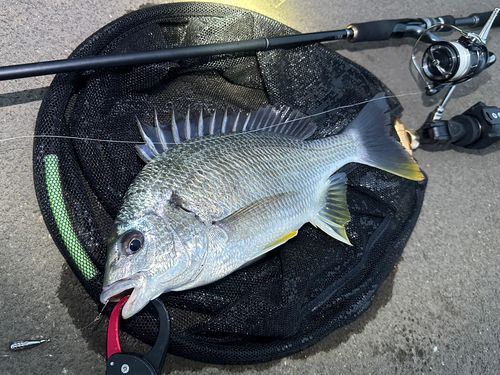 キビレの釣果