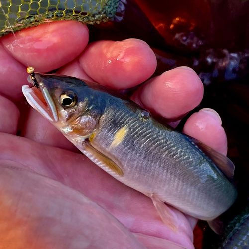 アユの釣果