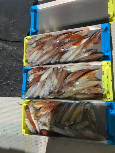 ケンサキイカの釣果
