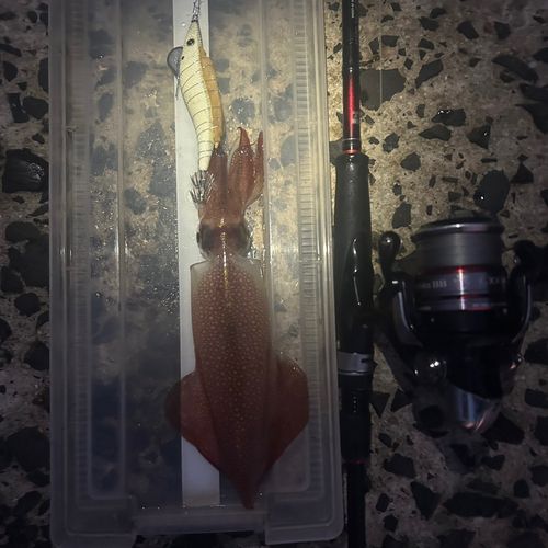 ケンサキイカの釣果