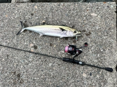 サゴシの釣果